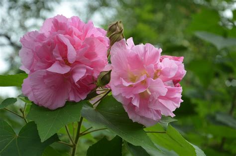 芙蓉是什麼花